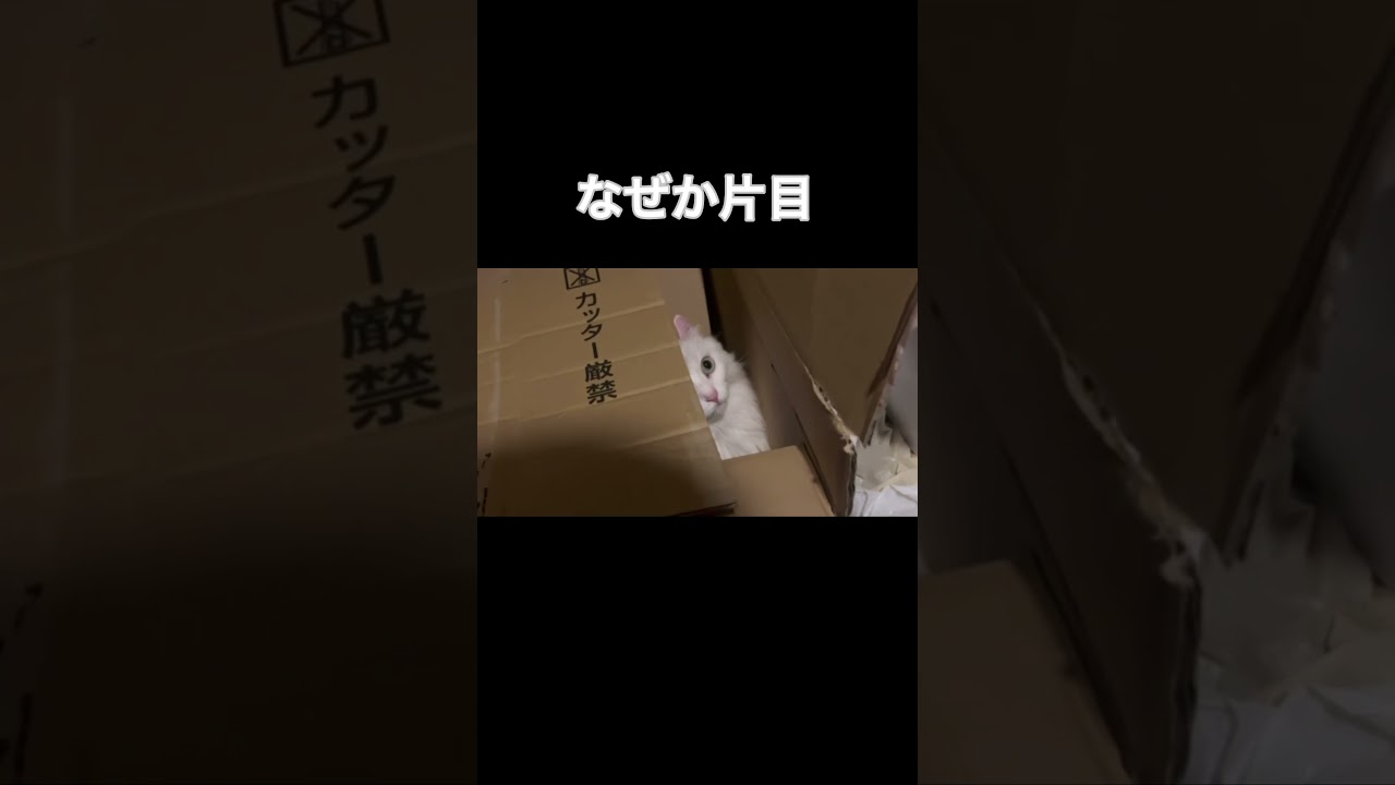 ダンボールの中が好きな猫#アメリカンカール #猫 #shorts #short