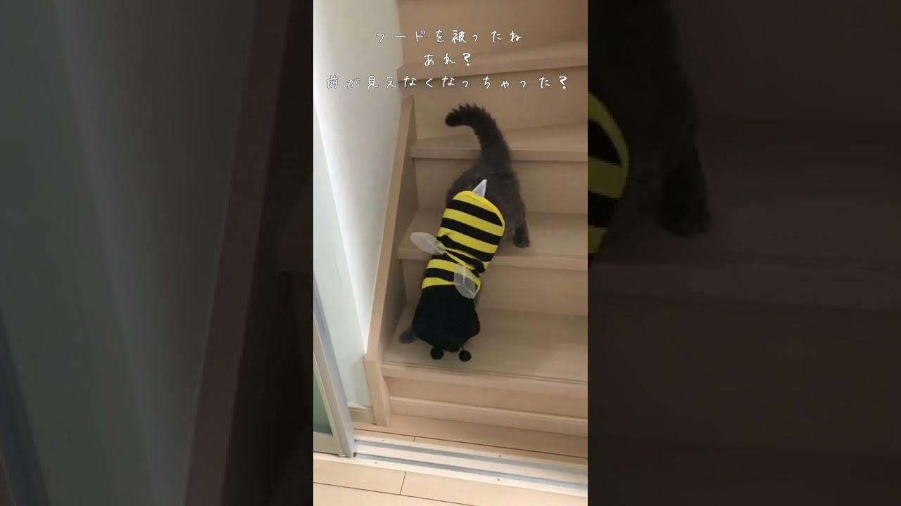 蜜蜂ぺぺちゃん🐝#shorts #猫 #cat #セルカークレックス #selkirkrex #ミツバチ#bee