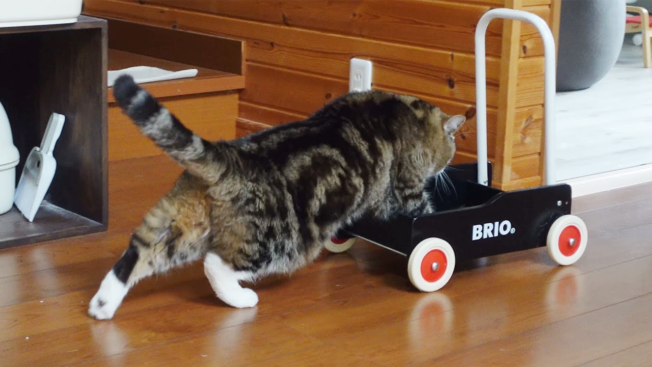 ビール箱の罠にかかってご機嫌なねこ。-Maru was caught in a beer box trap happily.-