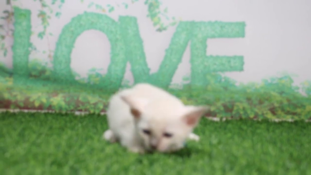 Coo&RIKU　No629979　トンキニーズ