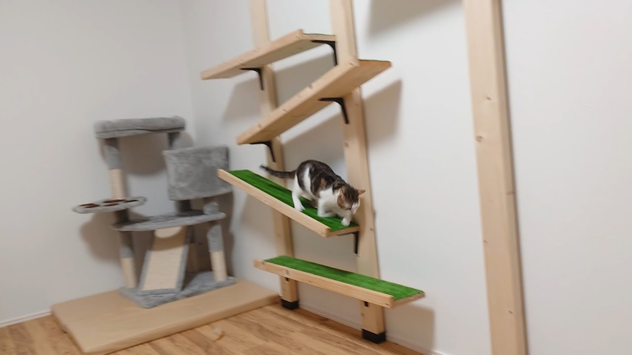 四肢障害があっても毎晩元気に遊びまわる子猫！