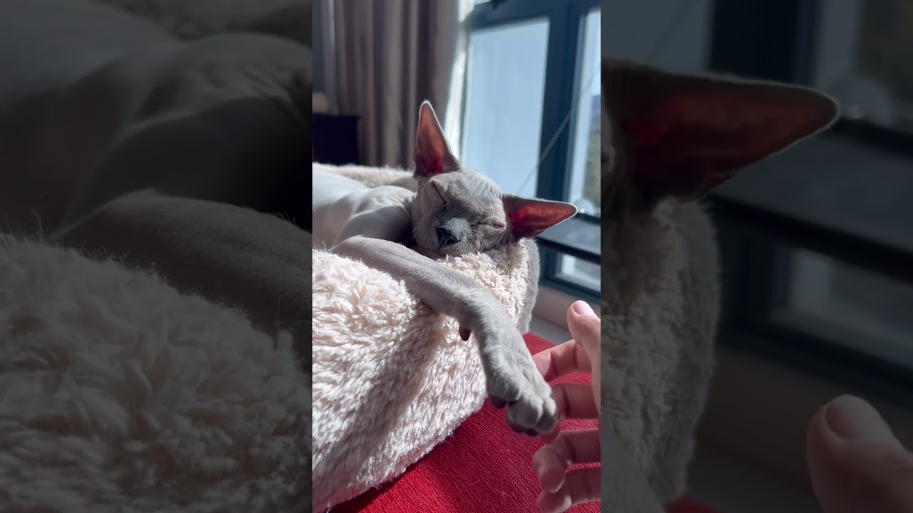 毛のない猫の朝食後の日向ぼっこ【スフィンクス猫】