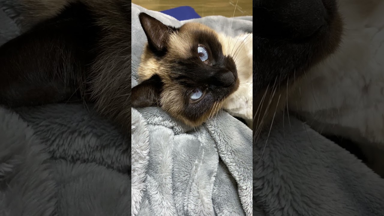 【2023.04.22】今日のシャム猫のふくさん（音無し）【たぬき猫】 #Shorts