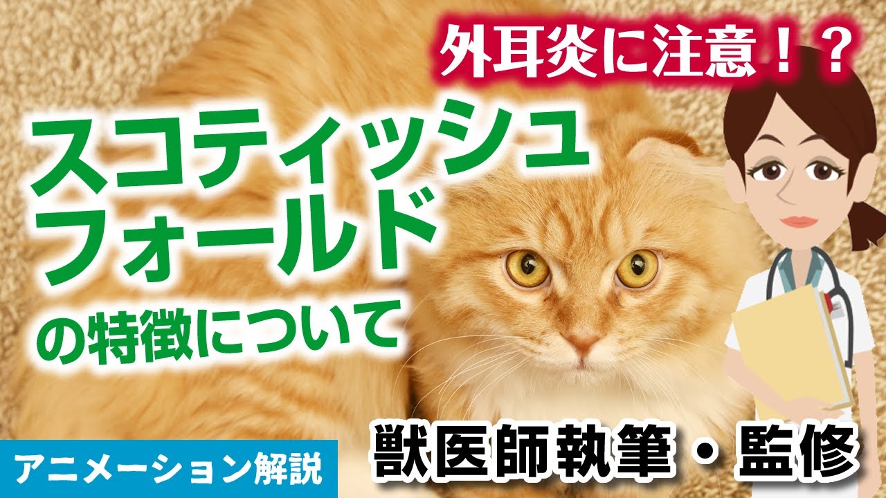スコティッシュフォールドの特徴や気を付けたい病気など【獣医師執筆監修】