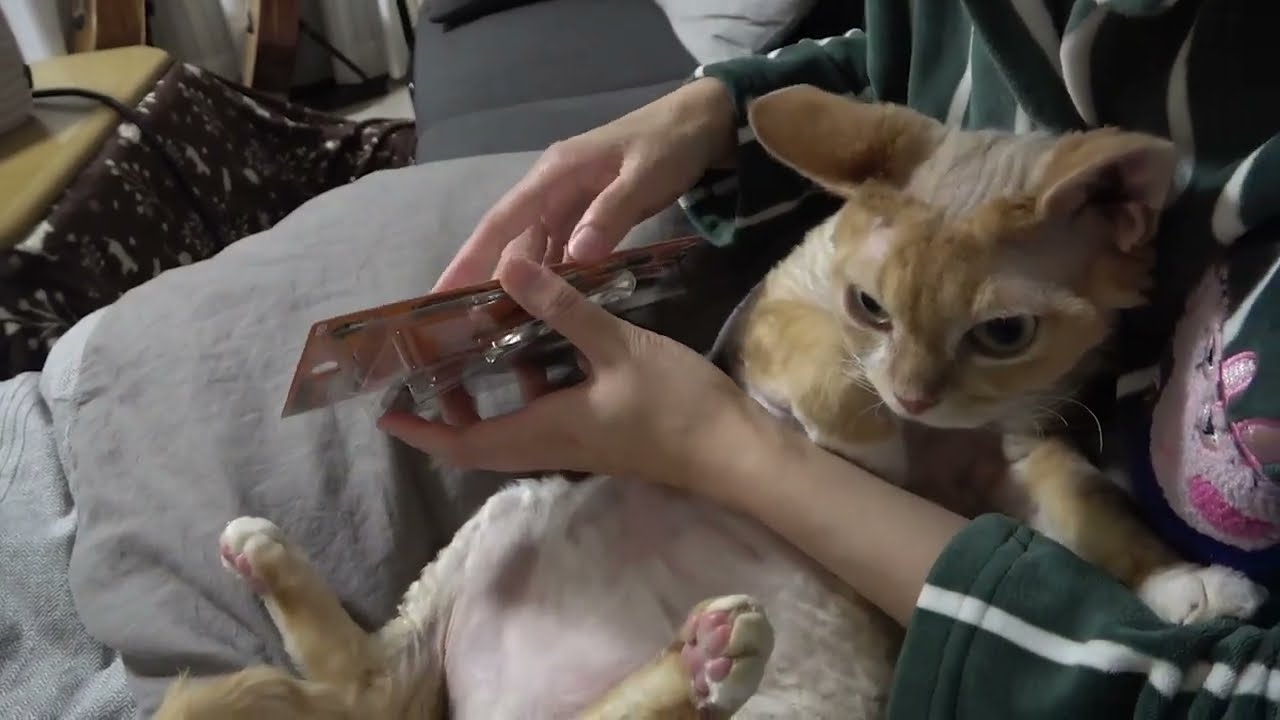 爪切り嫌いのデボンレックス猫兄(Devon Rex cat doesn’t like clipping nails)