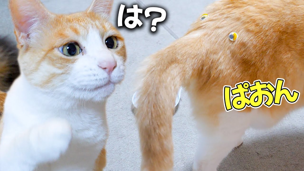 猫のおしりに悲しいゾウさんが生まれました...(´･ω･`)