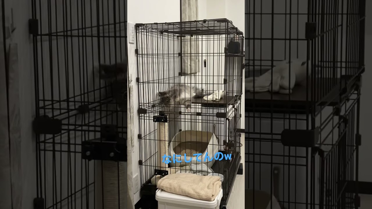 謎ポーズで固まってる猫さん #ねこ動画 #サイベリアン #cat #shorts