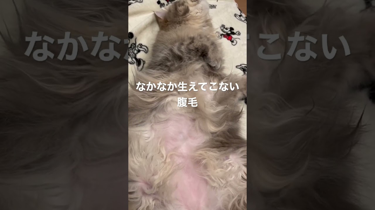 腹毛がハゲてるラガマフィン #ラガマフィン #猫のいる暮らし #子猫動画