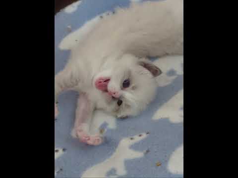 ラグドール 【シールポイントミテッド】一人っ子の甘えん坊さんです。