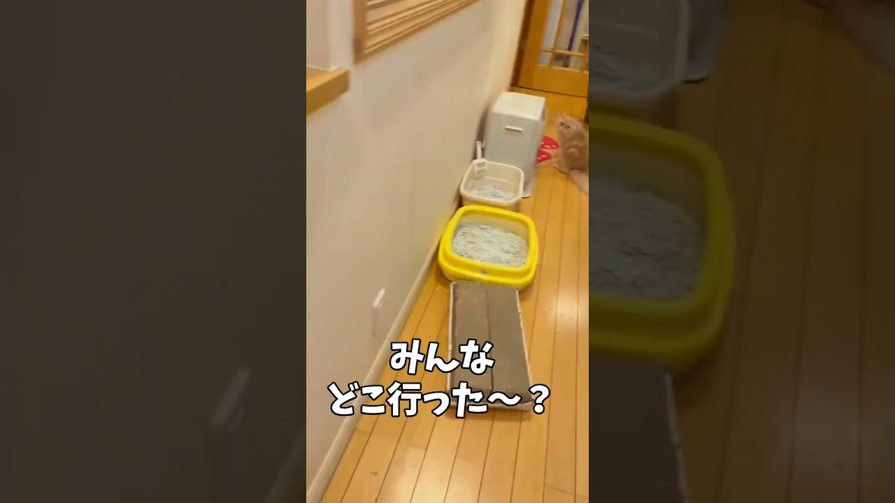 いなくなった子猫たちがまさかの場所にいました...【ミヌエット】【出産】#Shorts