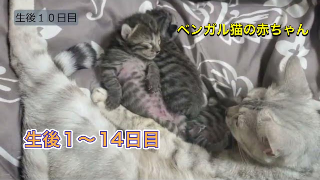 【生後1〜14日目】ベンガル猫の赤ちゃん 成長記録