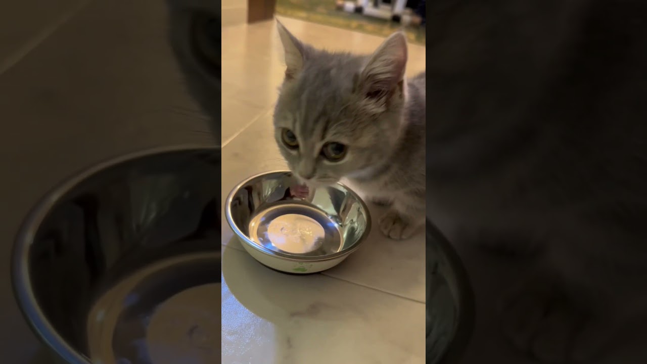 納豆が好きすぎる子猫【短足マンチカンの子猫Lani】#マンチカン #短足マンチカン #甘えん坊猫 #猫 #子猫 #かわいい #食事 #cat