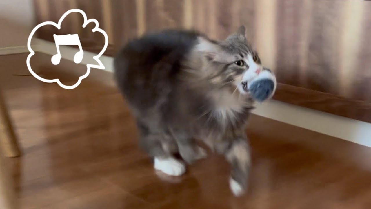 【元気‼︎】今日はひとりで遊ぶよwwノルウェージャンフォレストキャット❤︎