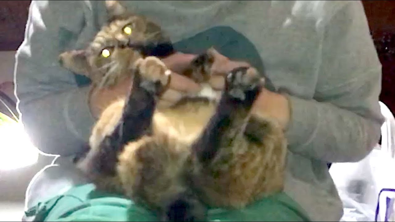 まんざらでも？！抱っこ嫌いな野良猫【猫と日本の庭 Cat and Japanese garden】