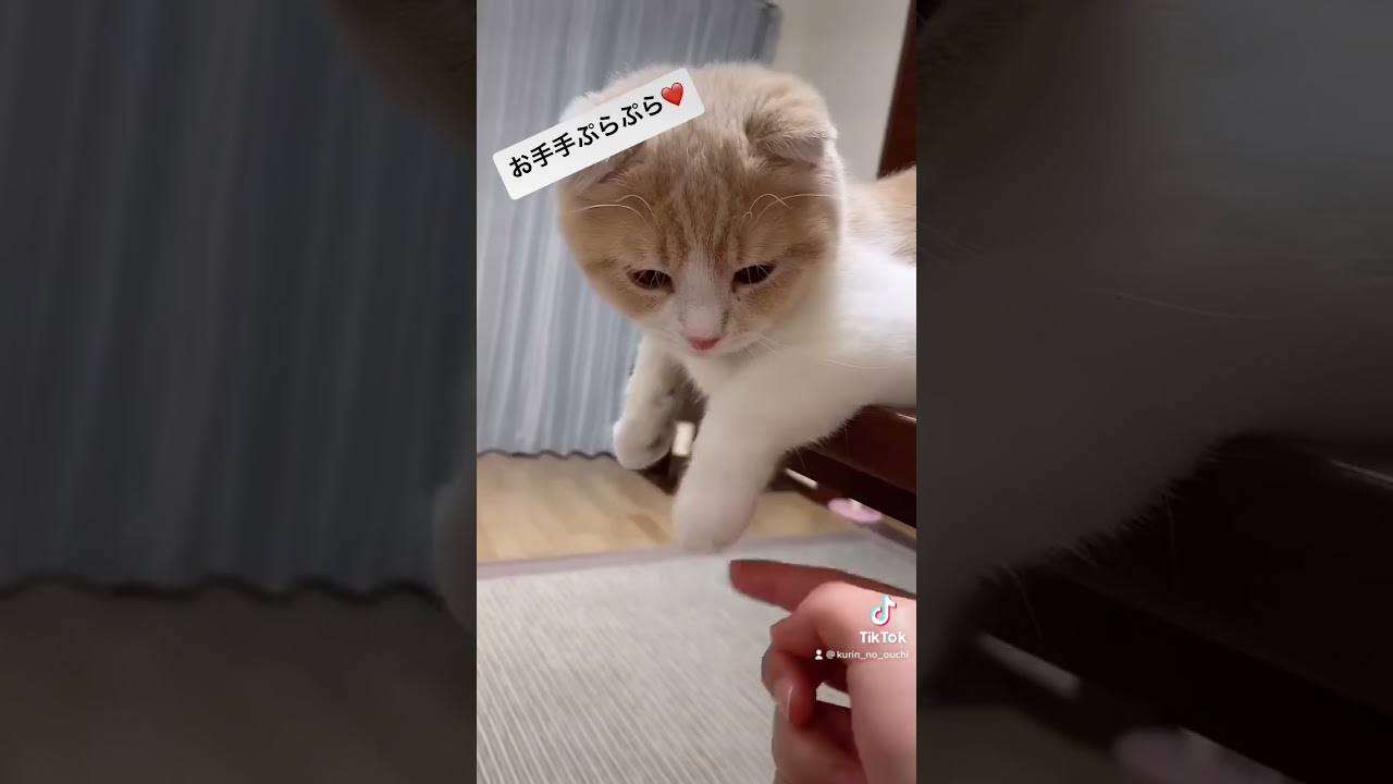 お手手ぷらぷら猫🐈　#猫 #cat #スコティッシュフォールド