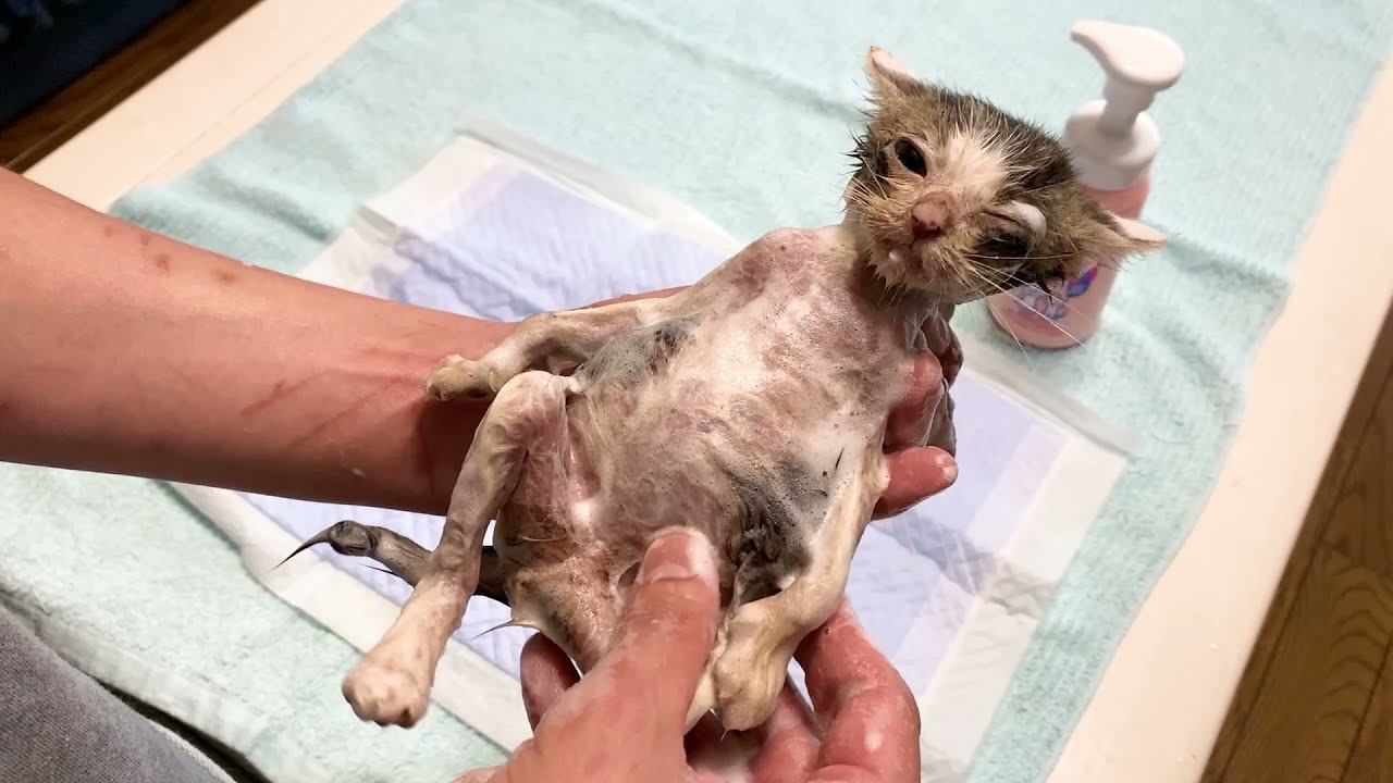 汚れが酷い保護子猫をお風呂へ