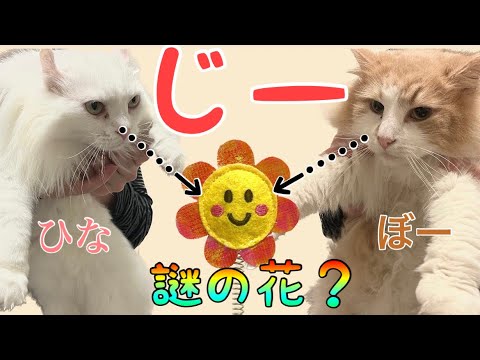 猫の新しいおもちゃを買ったから遊んでみた【アメリカンカール】【ノルウェージャン】【猫】【おもちゃ】