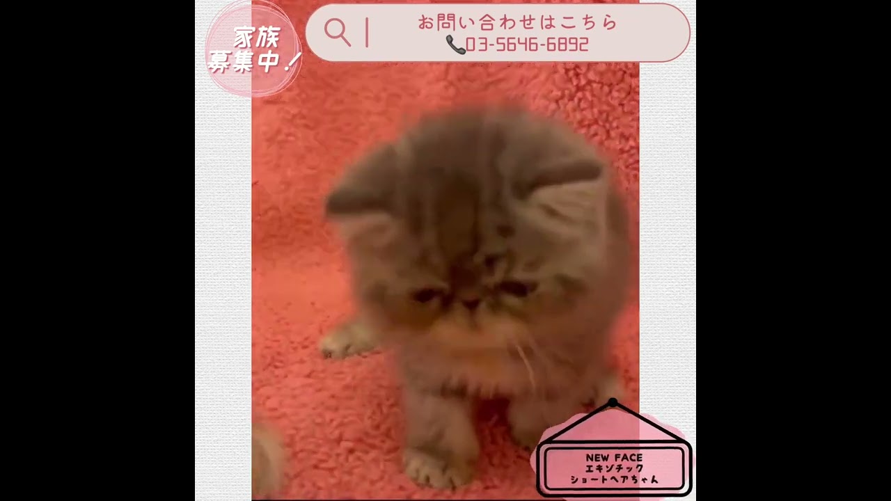 【エキゾチックショートヘア】ベビーちゃん新着☆【男の子】