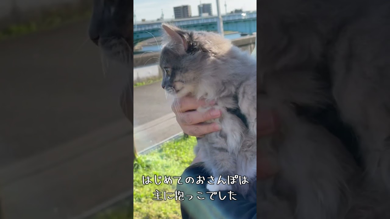 初めての散歩【サイベリアン4ヶ月】 #siberian