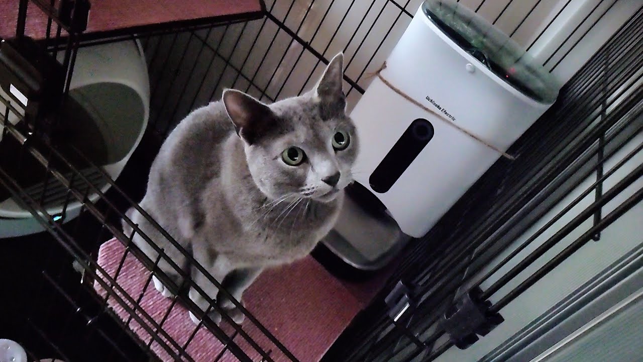 【猫動画】嫁がかけたアラームで起きるロシアンブルー【russianbule】A Russian blue that wakes up with the alarm set by the bride