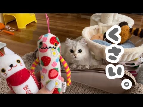 【ペルシャ猫】最強おもちゃはこれか？