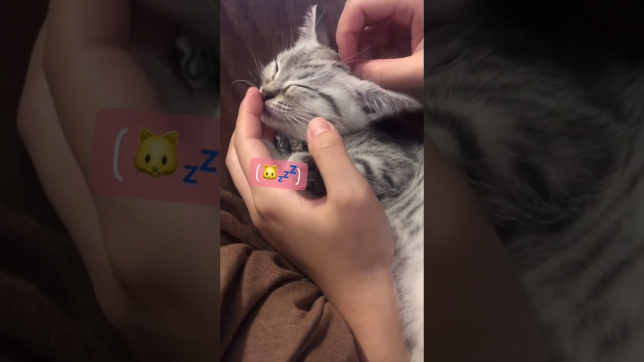 手の中で寝落ちしてしまう子猫が可愛すぎる【#Shorts】