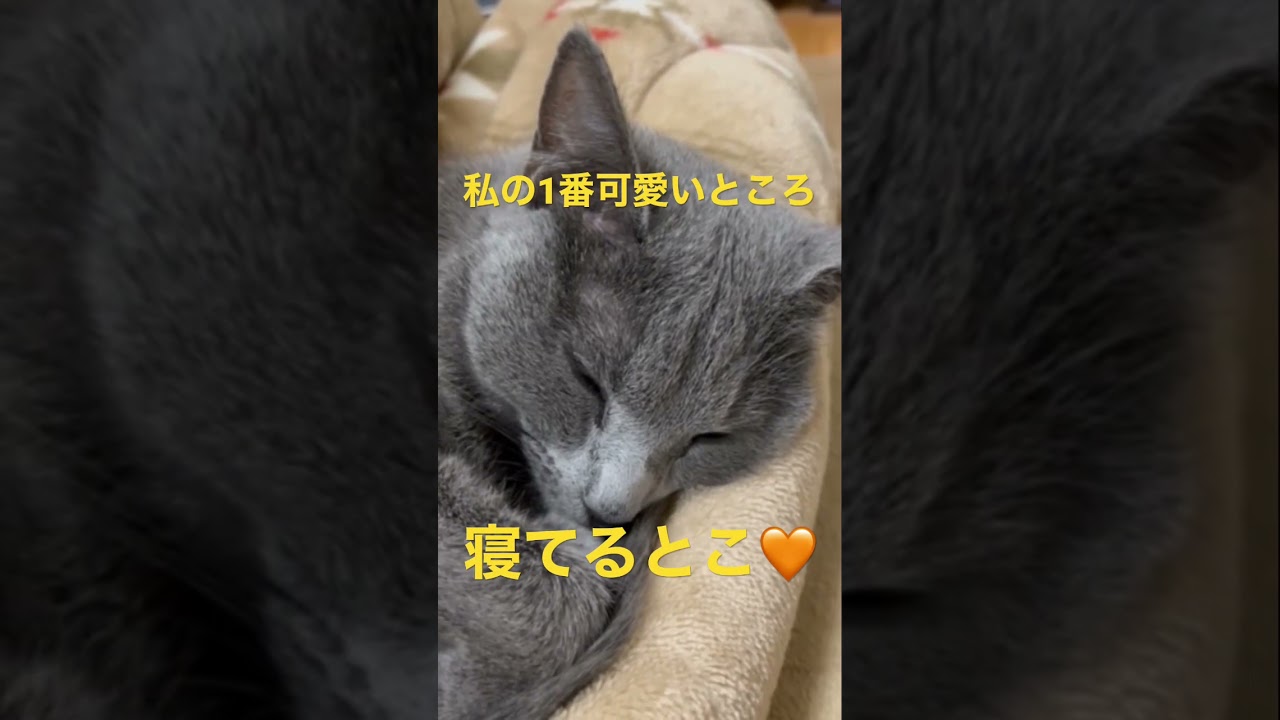 私の可愛いところを知っている猫（ロシアンブルー）#shorts
