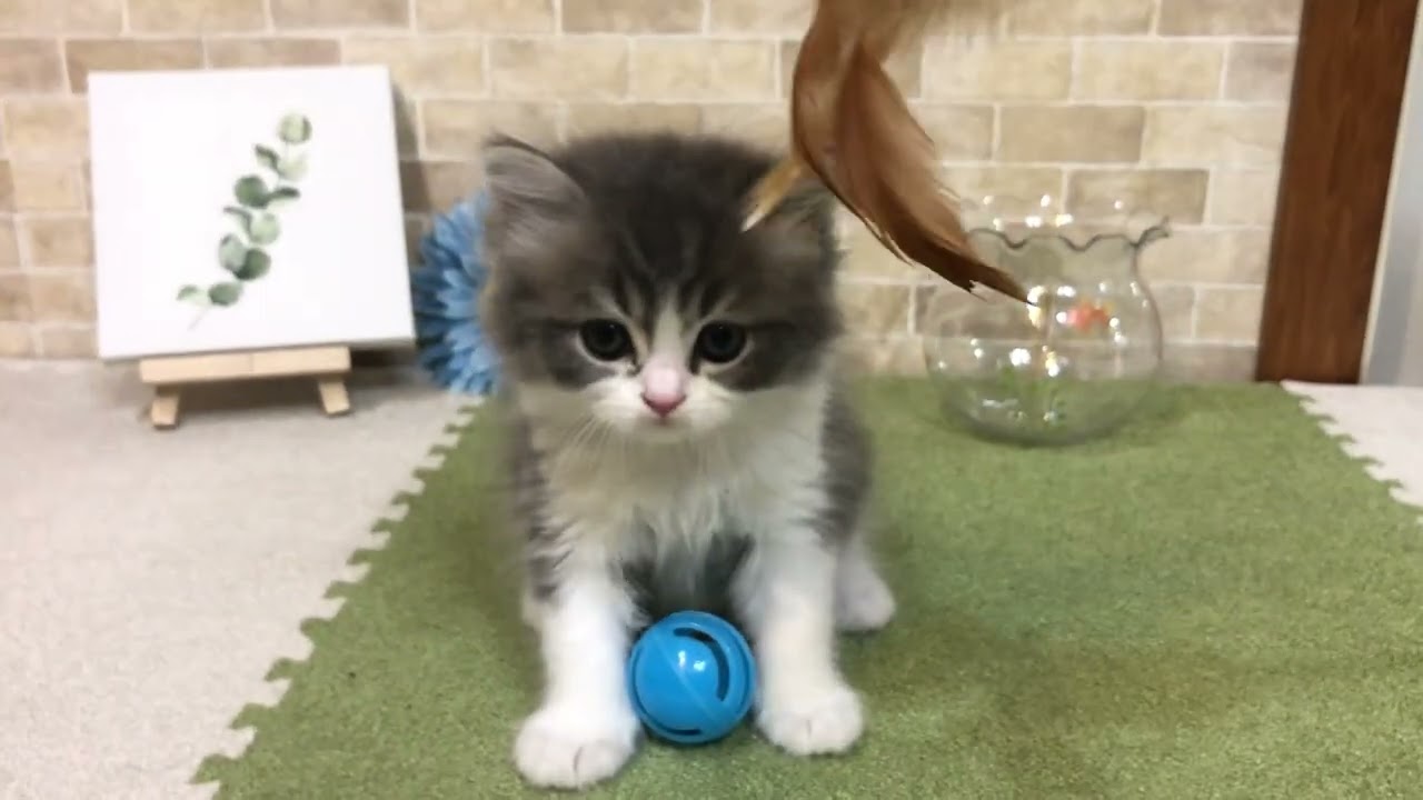 スコティッシュフォールド イケメンに成長する予感♪遊び盛り、元気いっぱいです♪