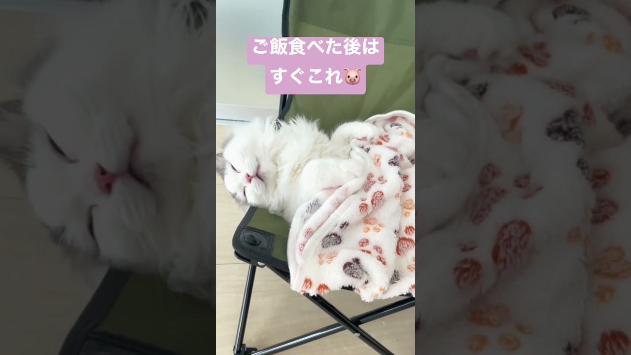 食後は人も猫も一緒🐱 #cat #ragamuffin #猫 #ラガマフィン