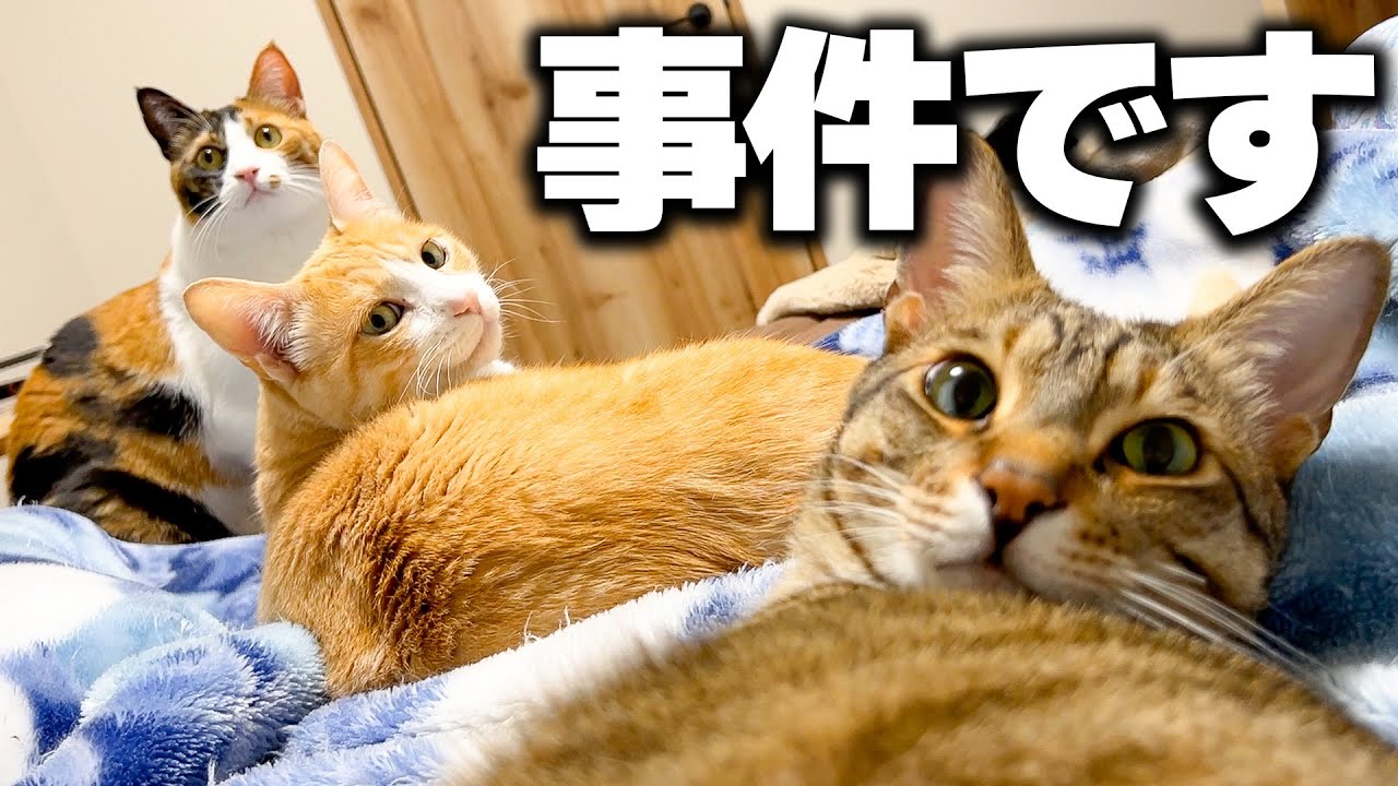 寝室のリモコンを隠した猫がこの中にいます。