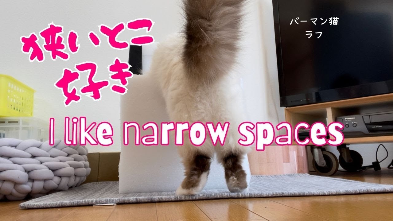 バーマン猫ラフ【狭いとこ好き】I like narrow spaces（バーマン猫）Birman/Cat