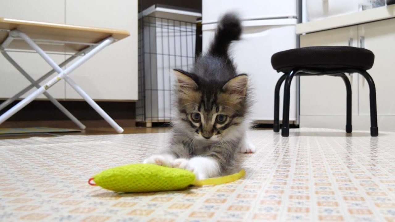 子猫がスライディングしながらおもちゃを持ってくる【赤ちゃん猫　保護猫】