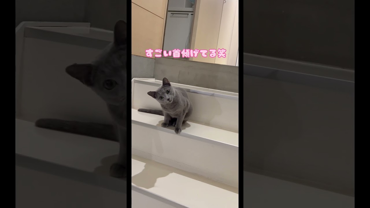 愛猫と遊んでみた　#Shorts #ロシアンブルー　#ねこ　#ねこ動画　#cat #猫　#Russianblue