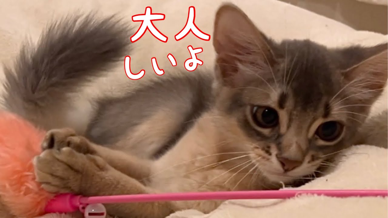 【癒し閲覧注意】本当は大人しくできるんだ❣️【ソマリ】