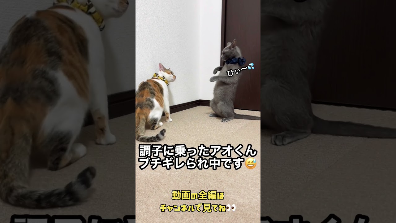 猫トレ ビビって熊立ちする可愛い子猫・プチ怪獣アオくん。威嚇猫アキちゃん編 #shorts