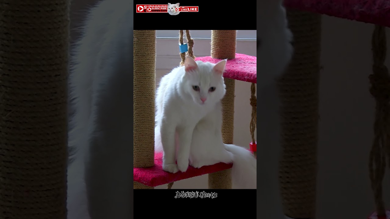 Cute white cat grooming