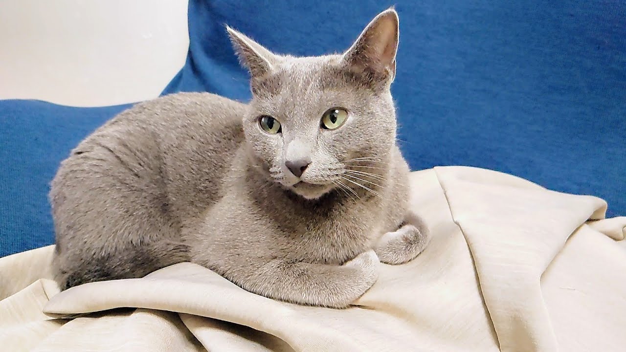 【猫動画】嫁の隙をついて色々奪うロシアンブルー【russianbule】A Russian Blue who steals various things from his wife