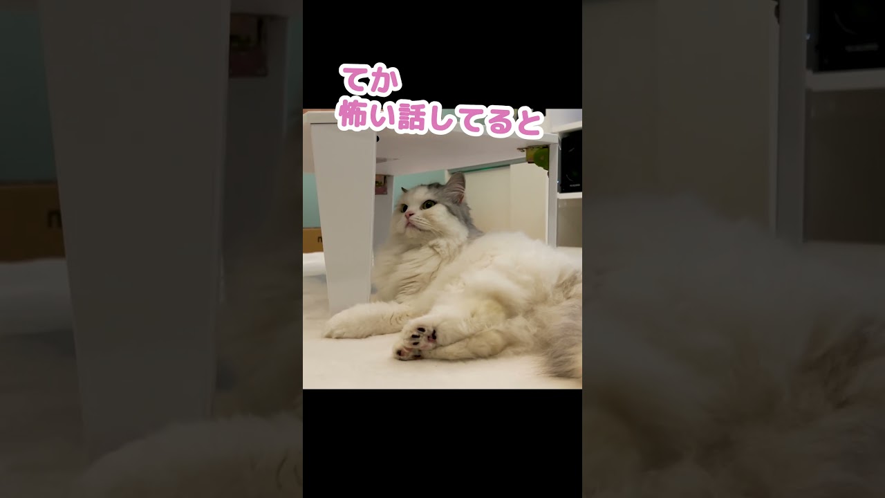 猫と一緒に恐怖映像を見てみた結果… #Shorts