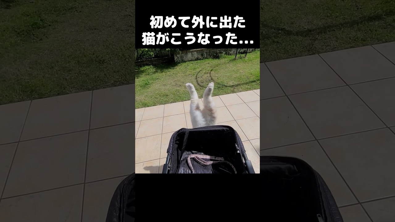 初めてお庭に出た猫がこうなった...笑#猫 #cat