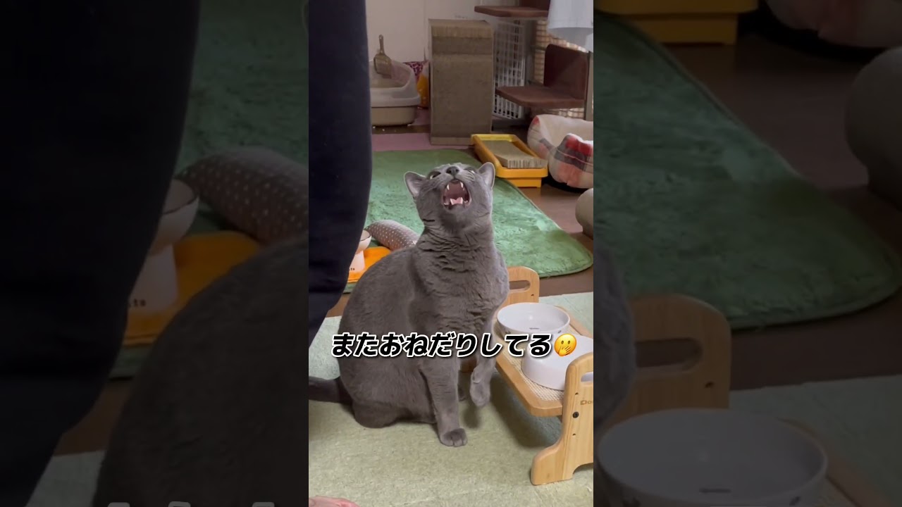 【ロシアンブルー】雨の日曜日...めろんは今日も穏やかに過ごせました🥰【猫】#shorts