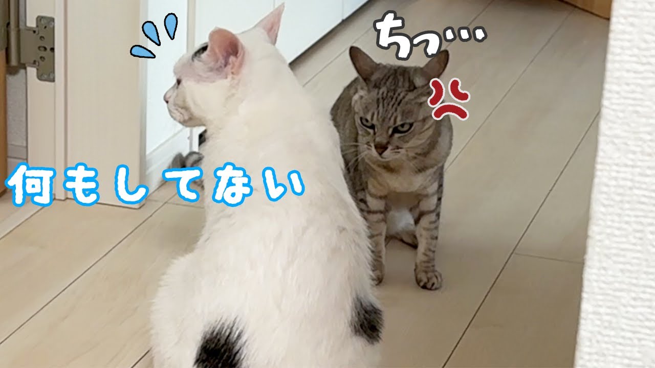 今にもケンカが始まりそうな雰囲気です…