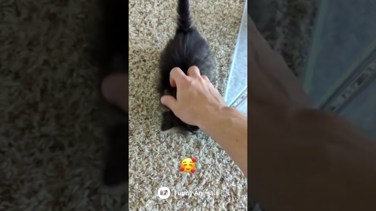 Funny cat 😺 #shorts #cat #cats #animals #animal #cutecat #pet #cute #love #catlover #fyp #foryou