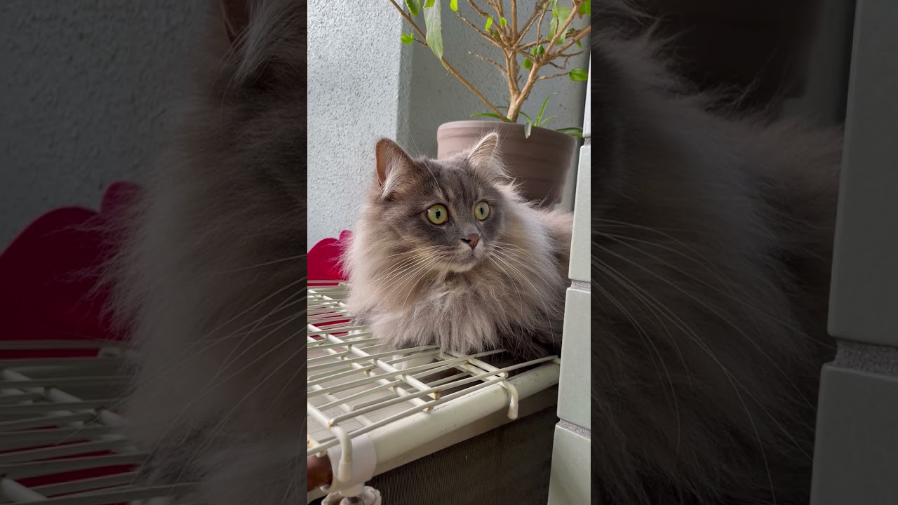 サイベリアン【けふの百 2023.04.16】1歳9ヶ月 #siberian