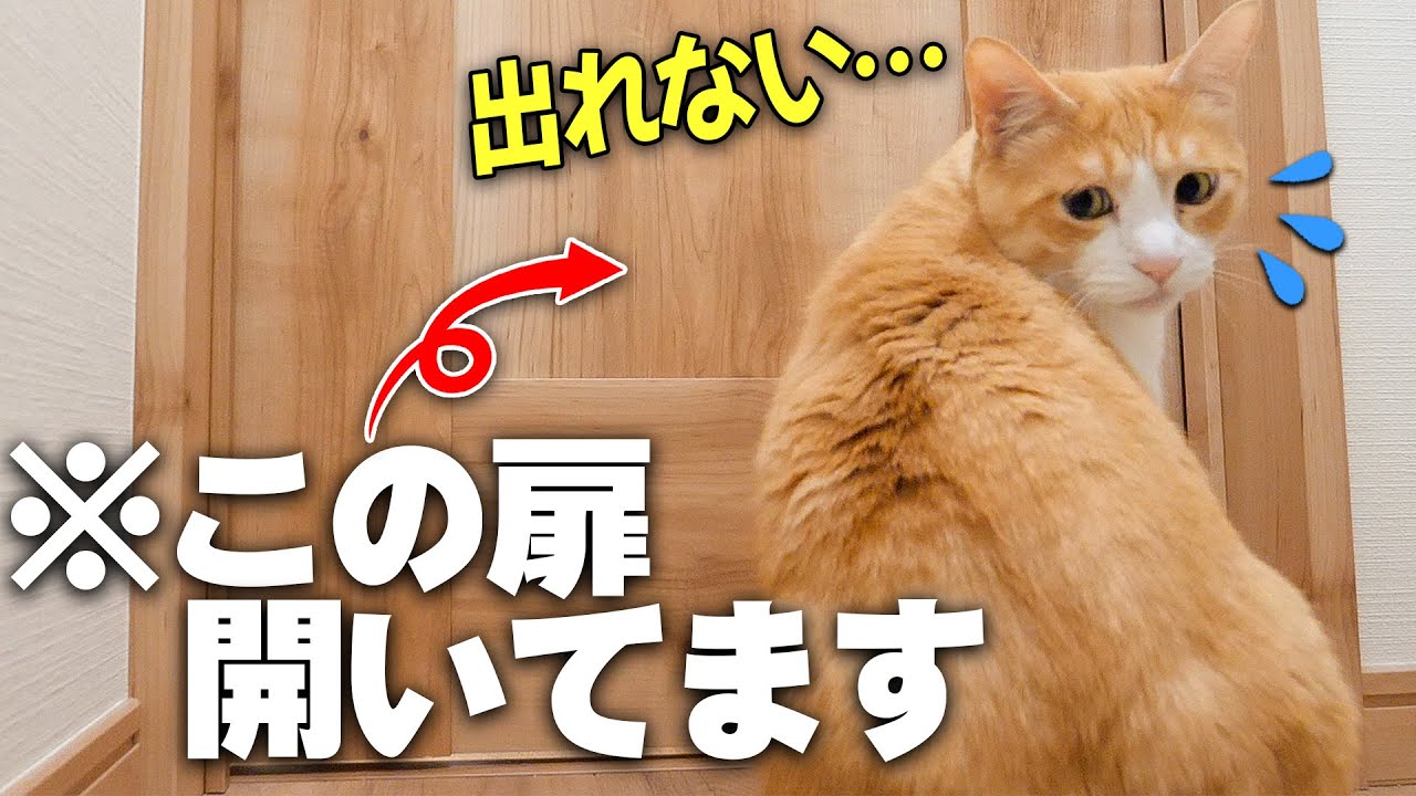 トイレに閉じ込められていると勘違いして鳴く猫。あの…そのドア普通に開いてます。