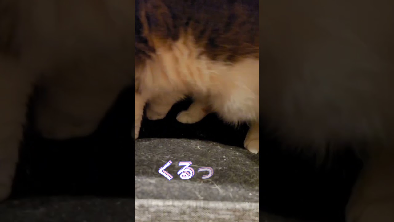 足～　#shorts  #猫 　#スコティッシュフォールド