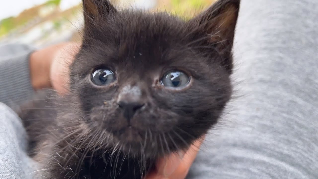 【子猫保護】数時間前に黒子猫と出会いました。