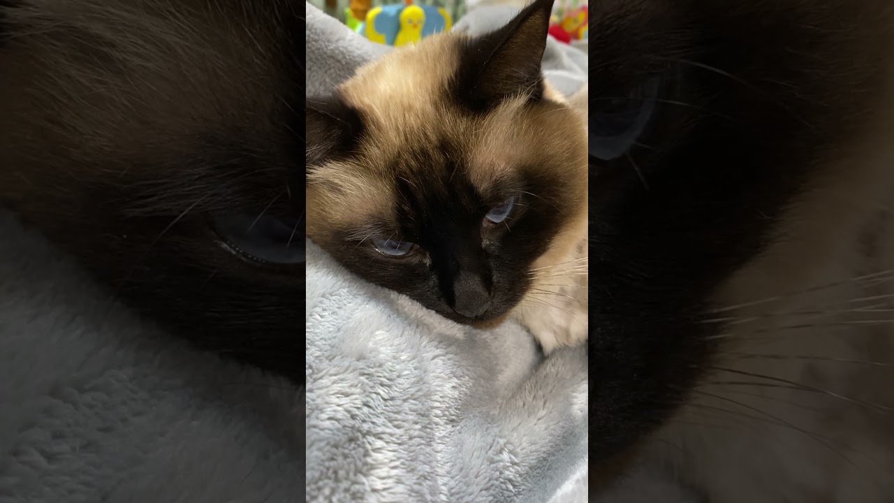 【2023.04.30】今日のシャム猫のふくさん（音無し）【たぬき猫】 #shorts 静止画並みに動かない