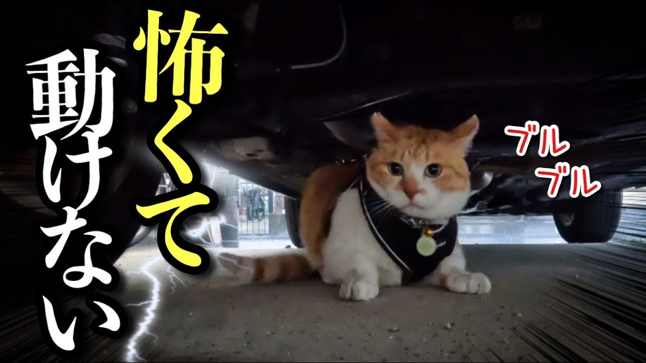 【緊急】雷が怖くて車の下に逃げ込んだ猫を救出せよ！