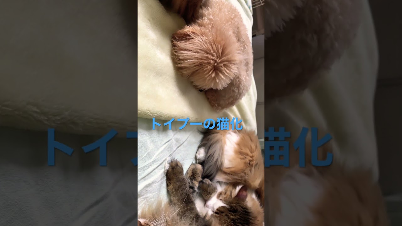 #shorts #ノルウェージャンフォレストキャット #cats #cat #dog #トイプードル #toypoodle #猫 #犬 #猫との暮らし #可愛い猫 ＃猫動画#かわいい