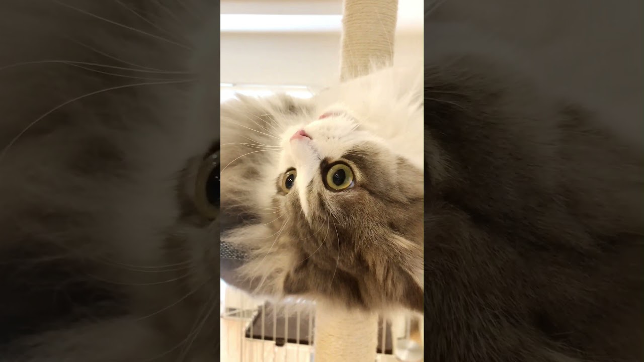 ゴールデンウイークに突入した猫 #Shorts #もふもふ #ぐるねこ